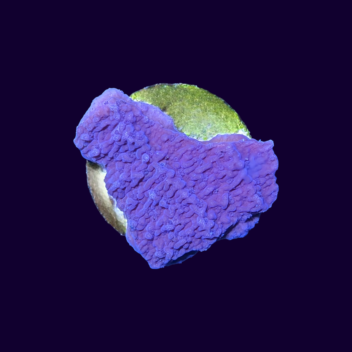 Purple Montipora (UK Grown)