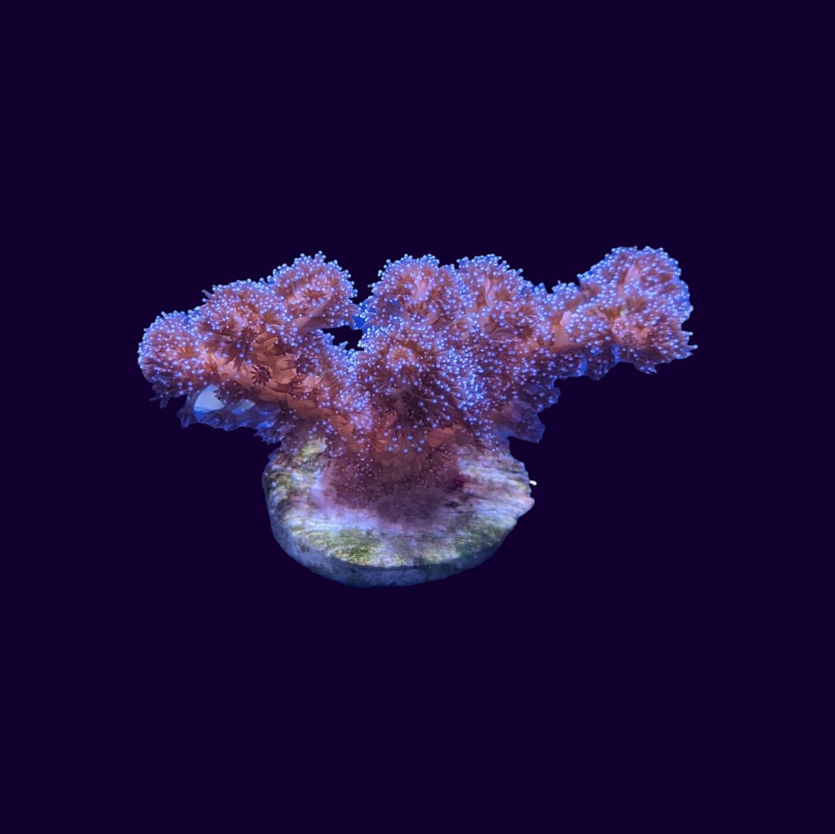 Purple Stylophora (UK Grown)