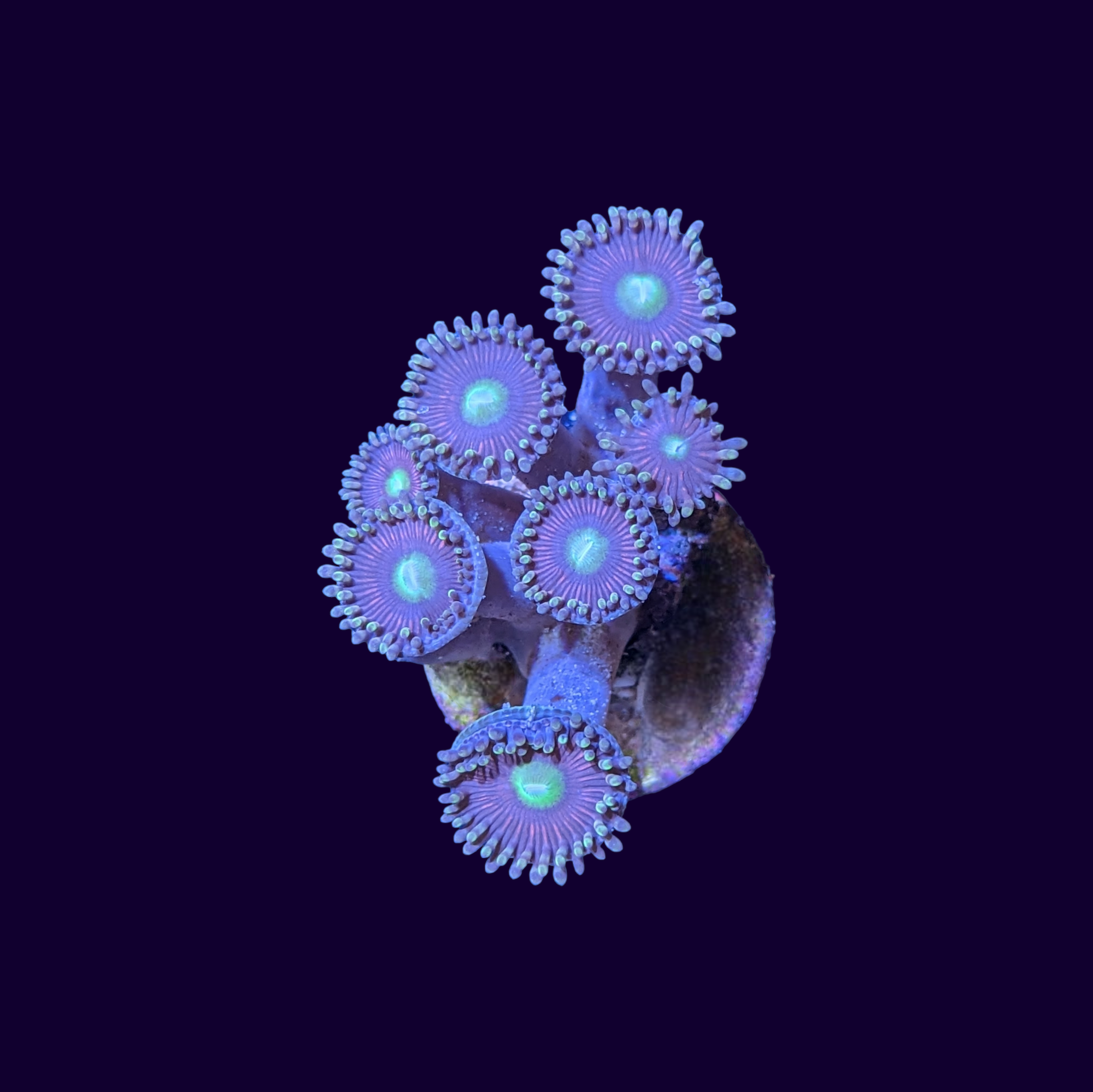 Victoria Secrets Zoa Frag