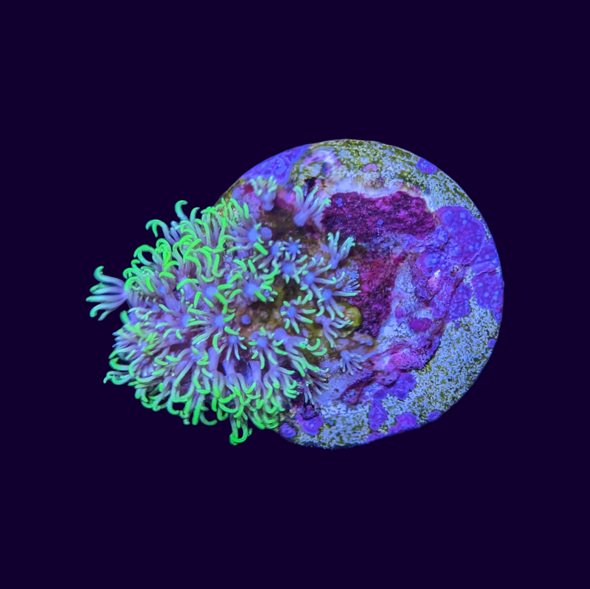 Neon Green Star Polyp