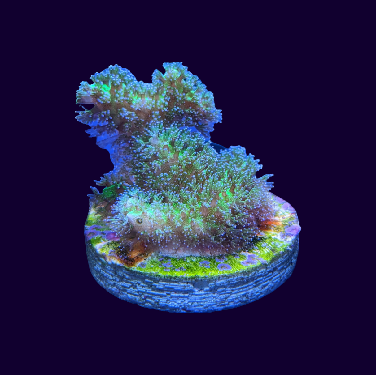 Stylophora