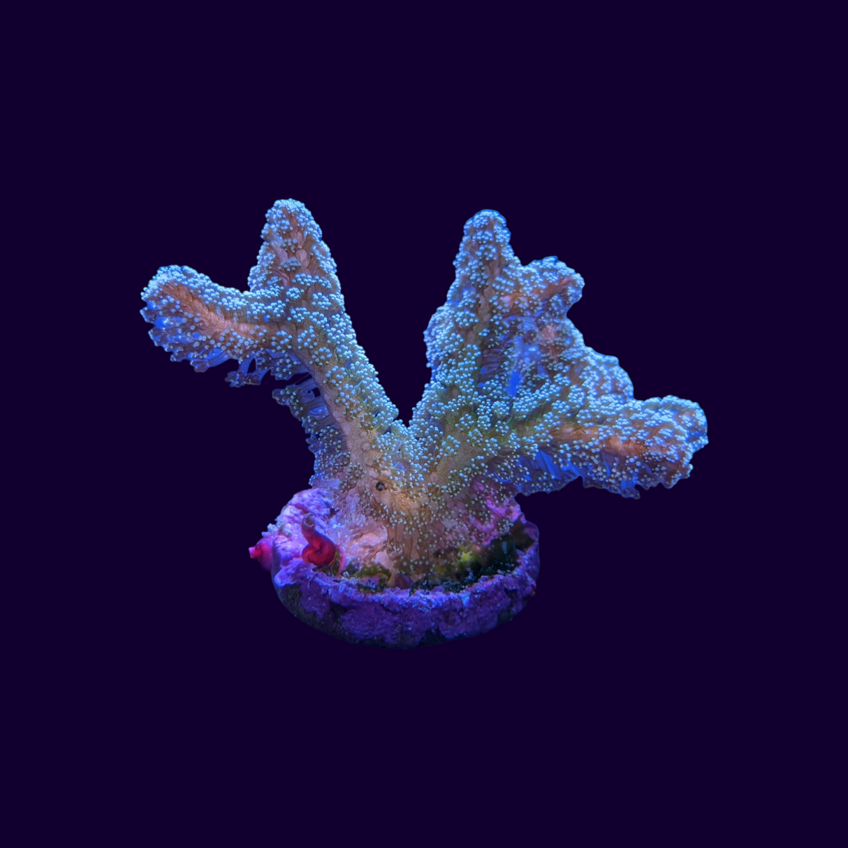 Green Stylophora