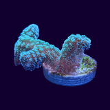 Stylophora