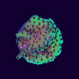 Acropora Frag (UK Grown)