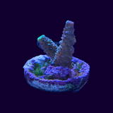 Acropora Frag (UK Grown)