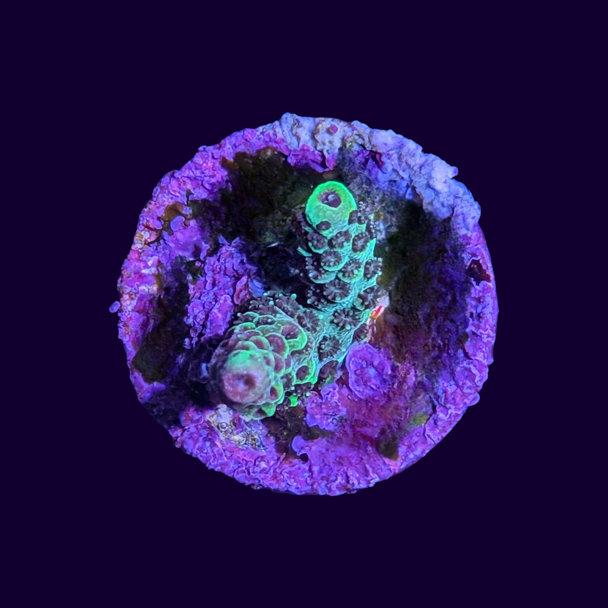 Acropora Frag (UK Grown)