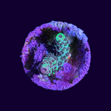 Acropora Frag (UK Grown)