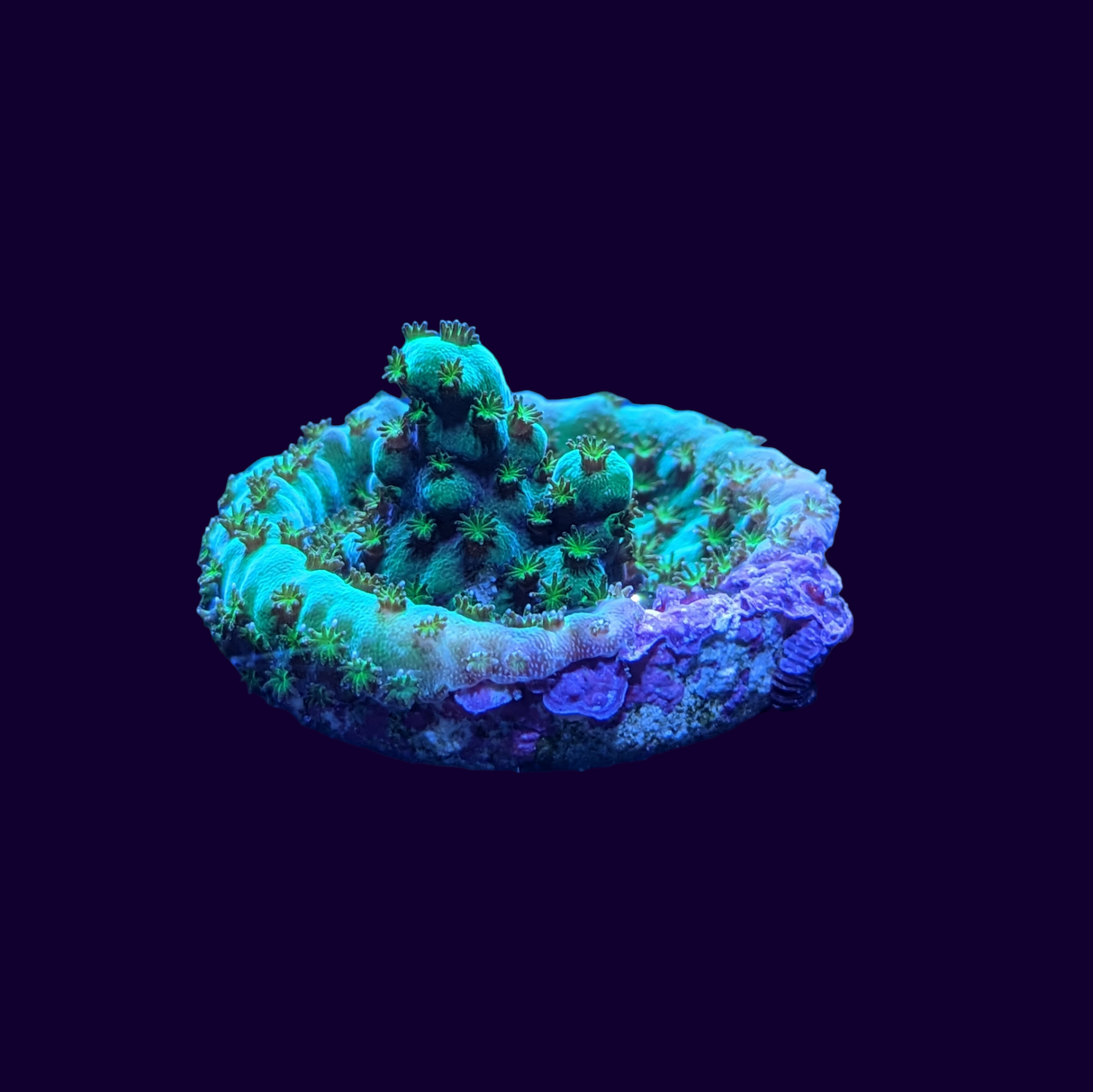 Acropora Frag (UK Grown)