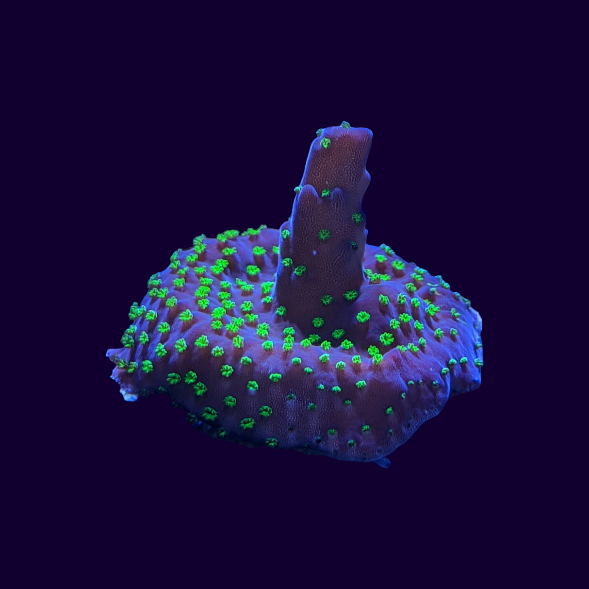 Acropora Frag (UK Grown)