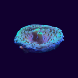 Acropora Frag (UK Grown)