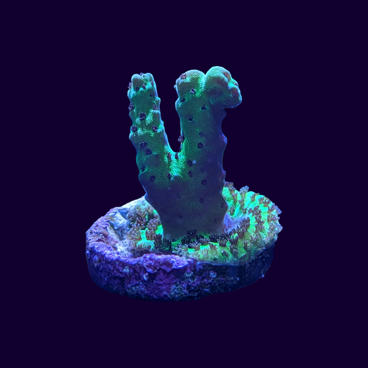 Acropora Frag (UK Grown)