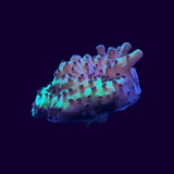 Acropora Frag (UK Grown)