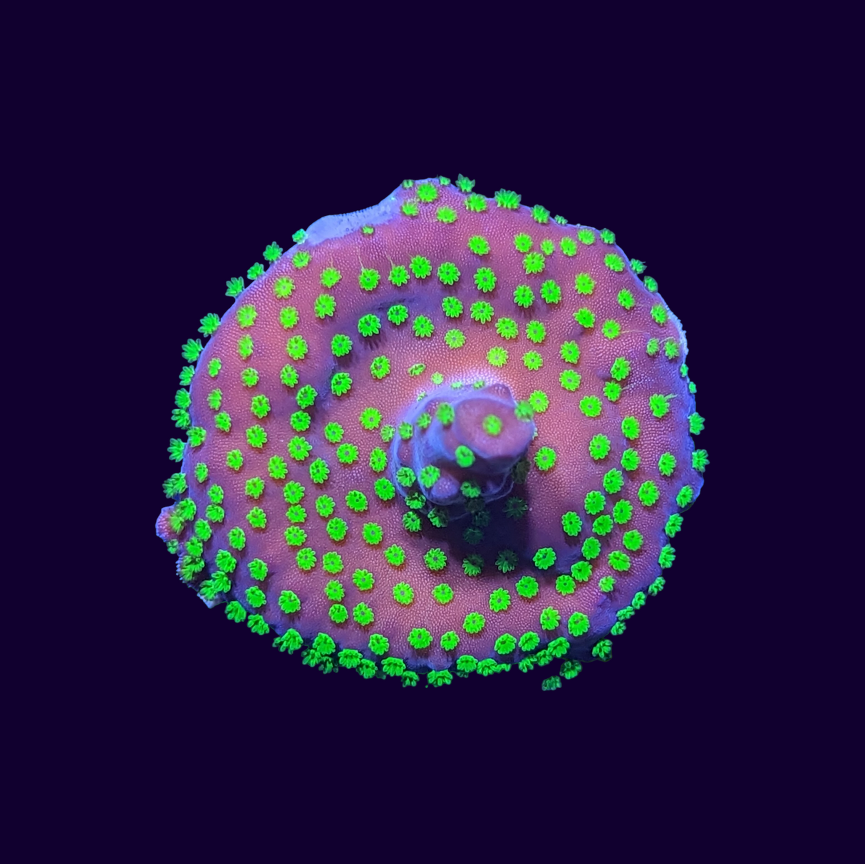 Acropora Frag (UK Grown)