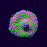 Acropora Frag (UK Grown)