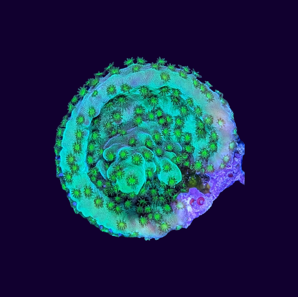 Acropora Frag (UK Grown)