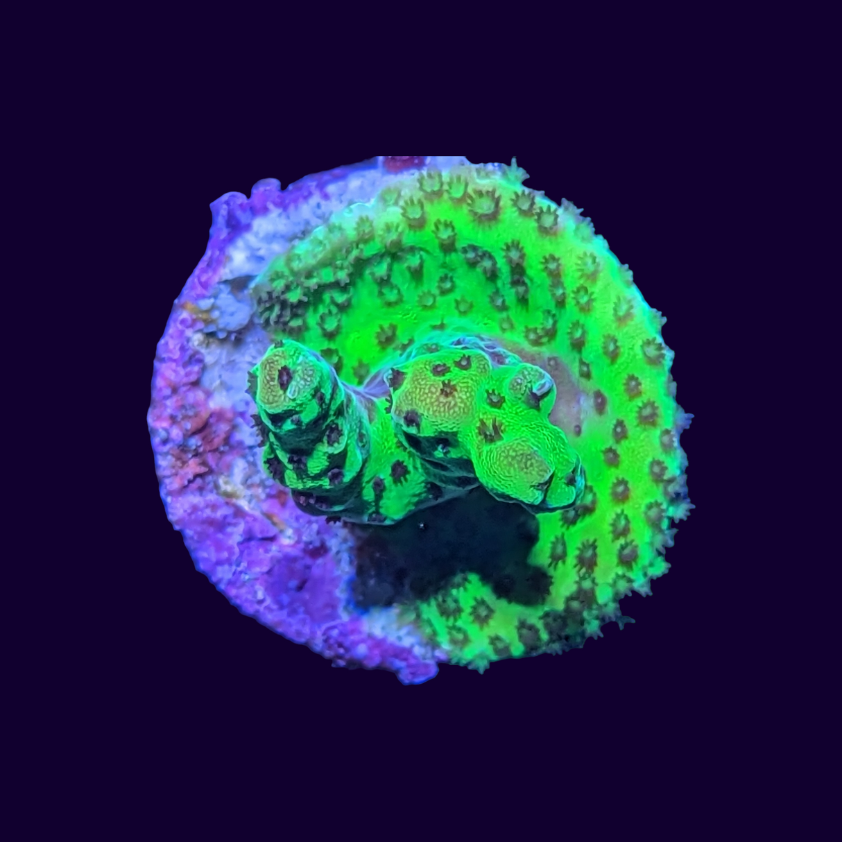 Acropora Frag (UK Grown)