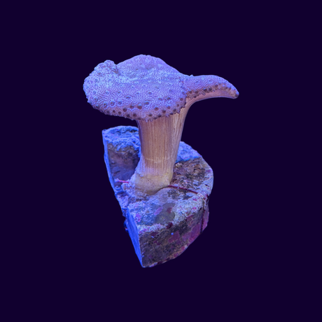 Toadstool Frag