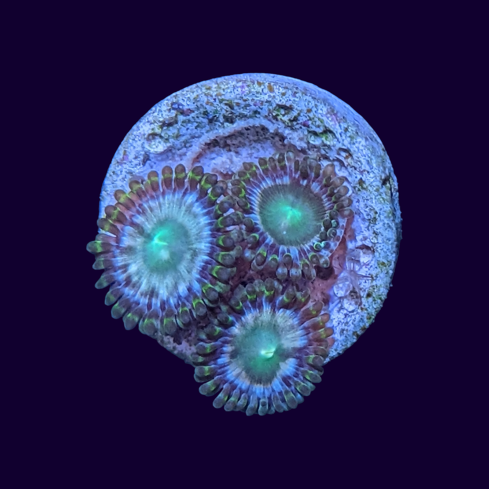 Hawaiian Punch Zoa Frag