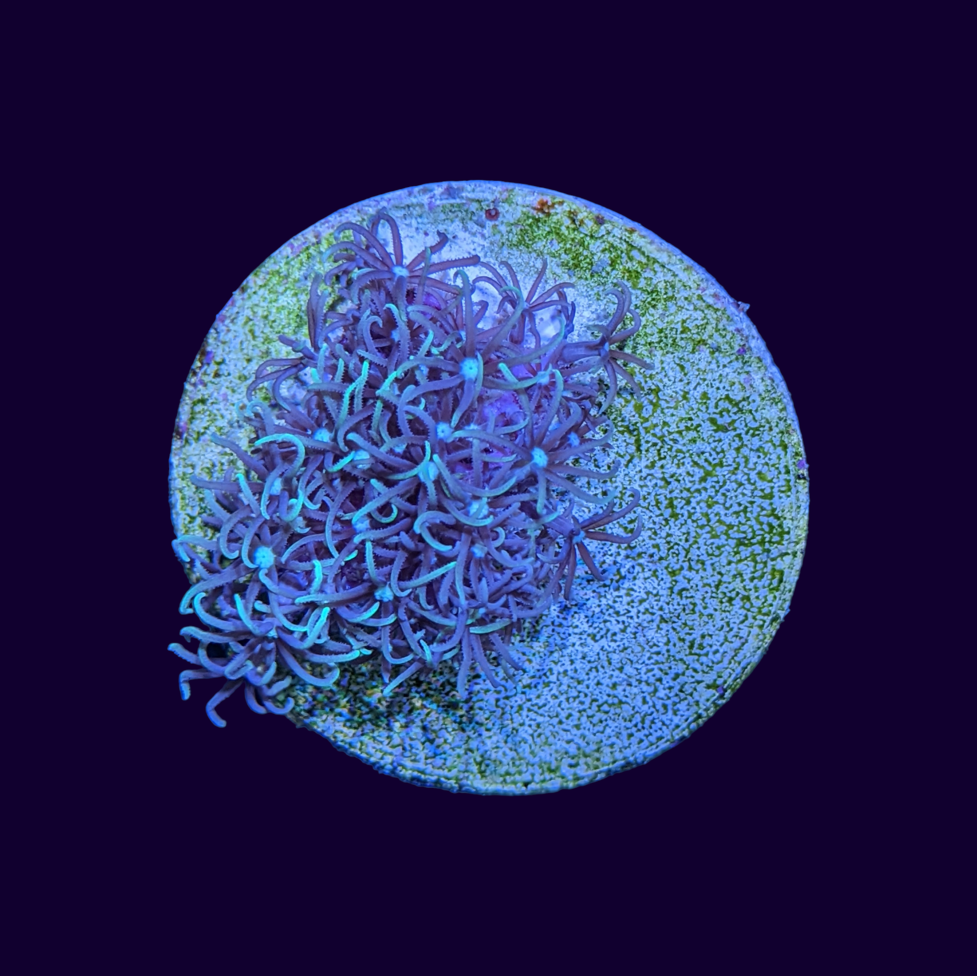 Green Star Polyp Disc