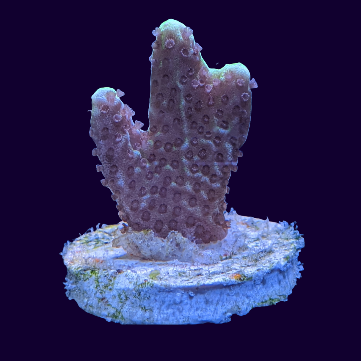 Confusa Montipora
