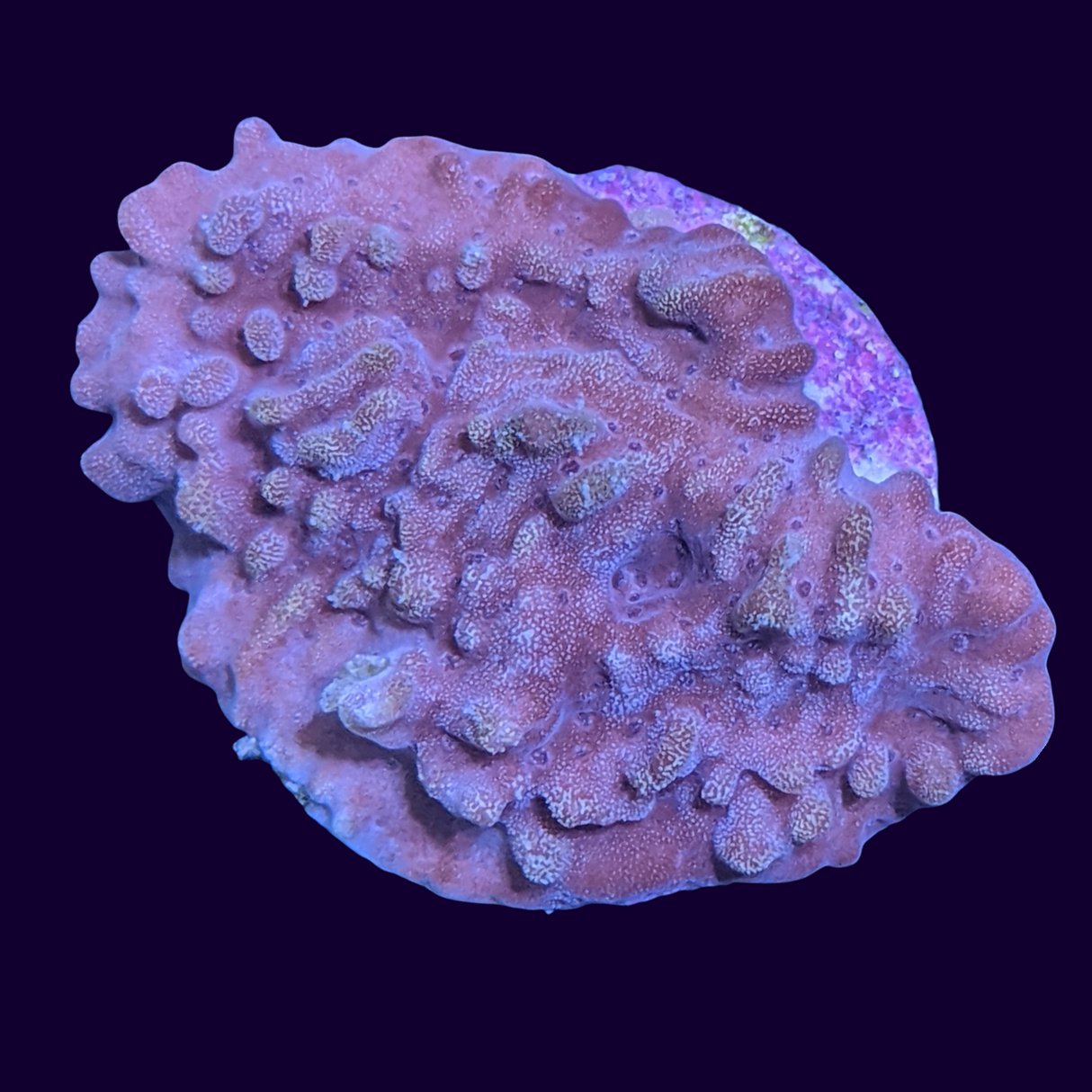 Red Montipora