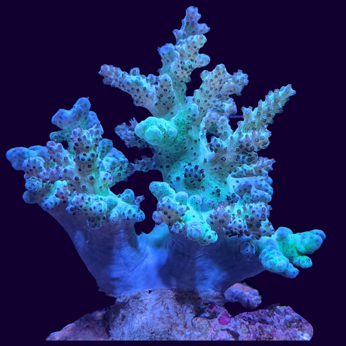 Aquacultured Green Sinularia Mini Colony