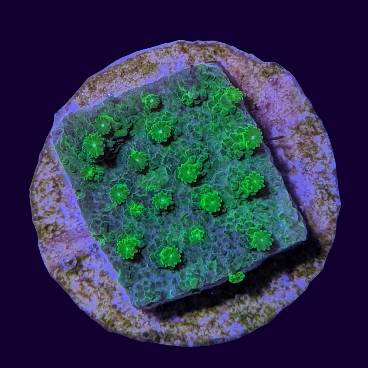 Bright Green Cyphastrea