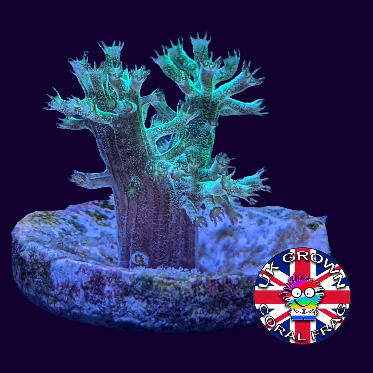 Green Kenya Tree (UK Grown)