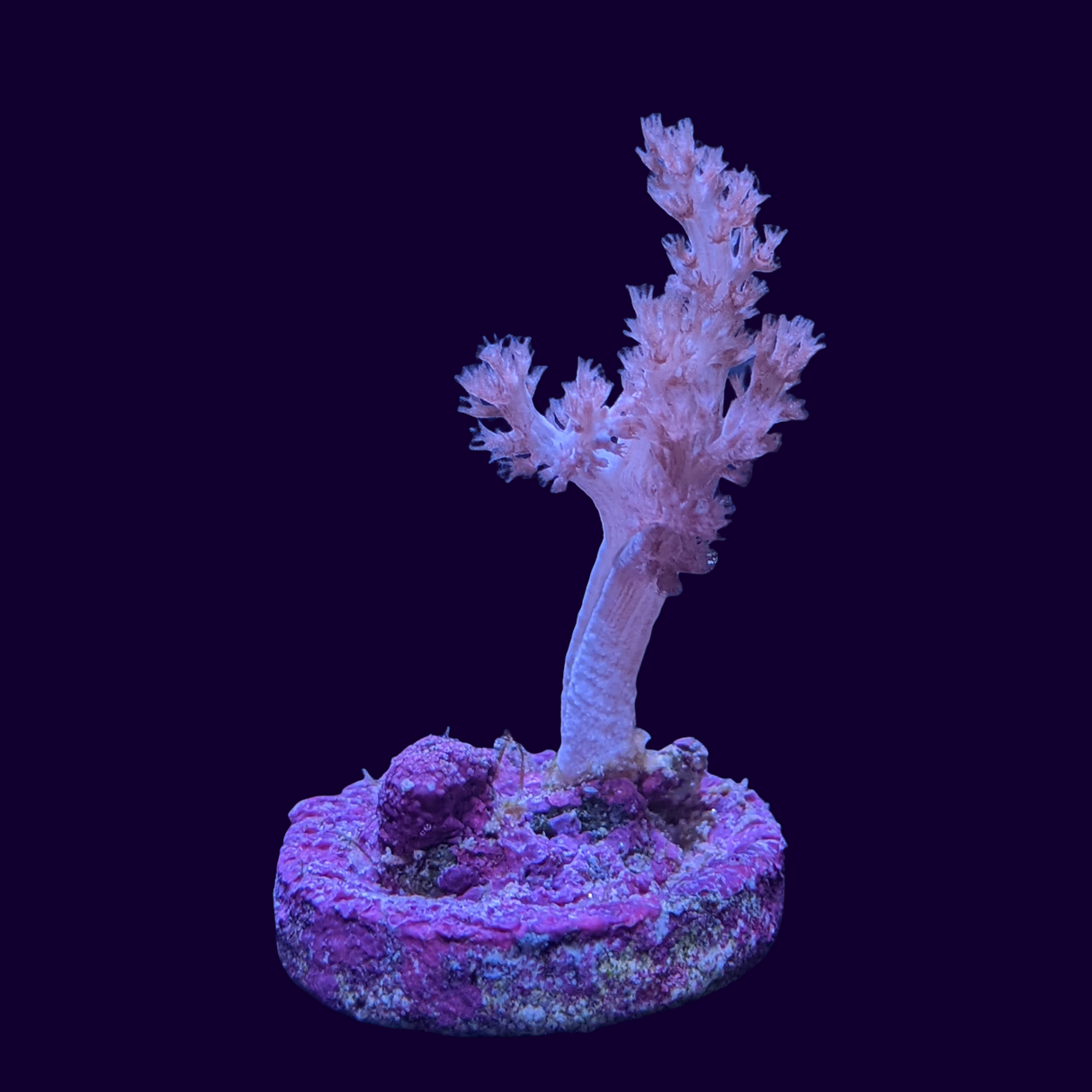 Nepthea (UK Grown)