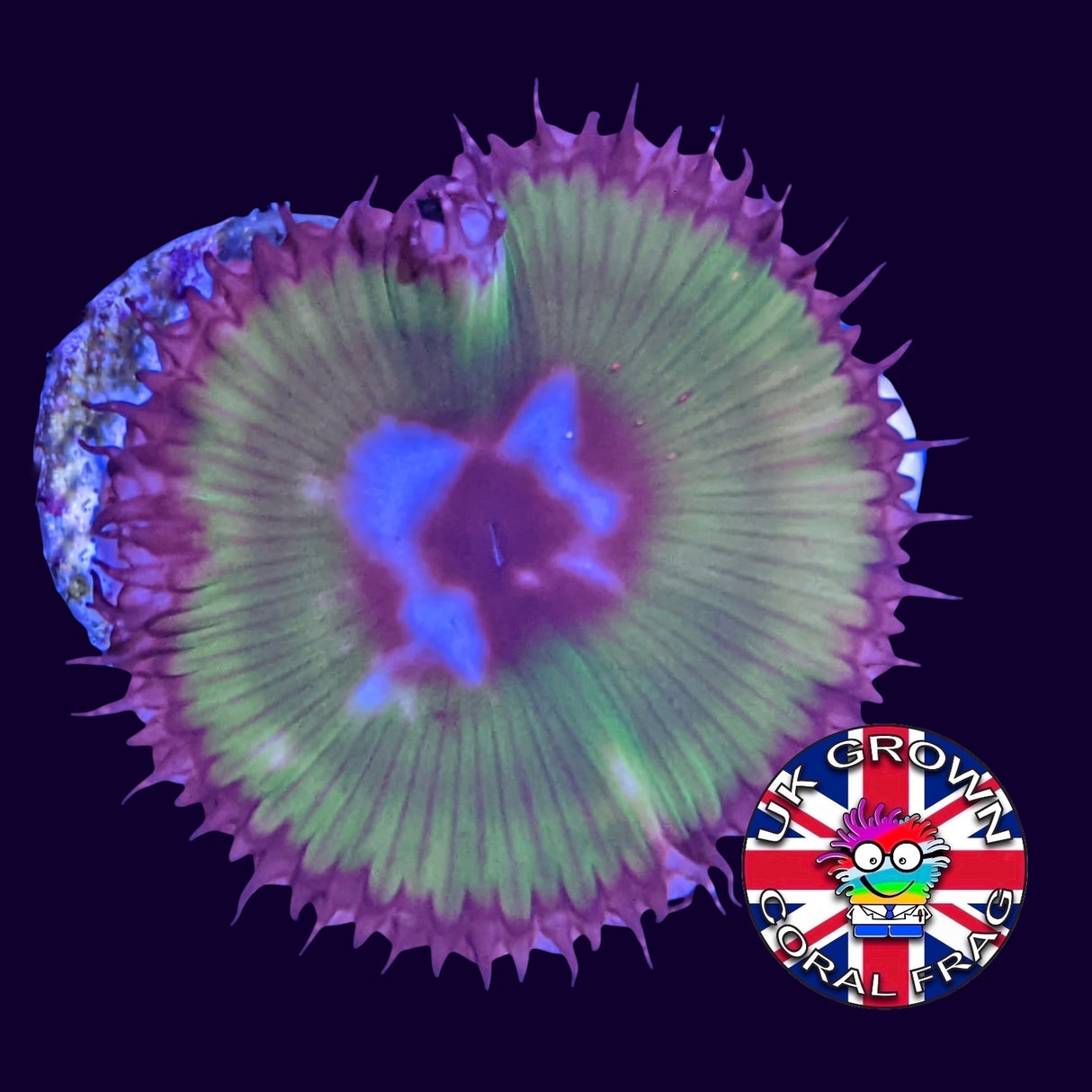 Grandis Paly Zoa Frag (UK Grown)