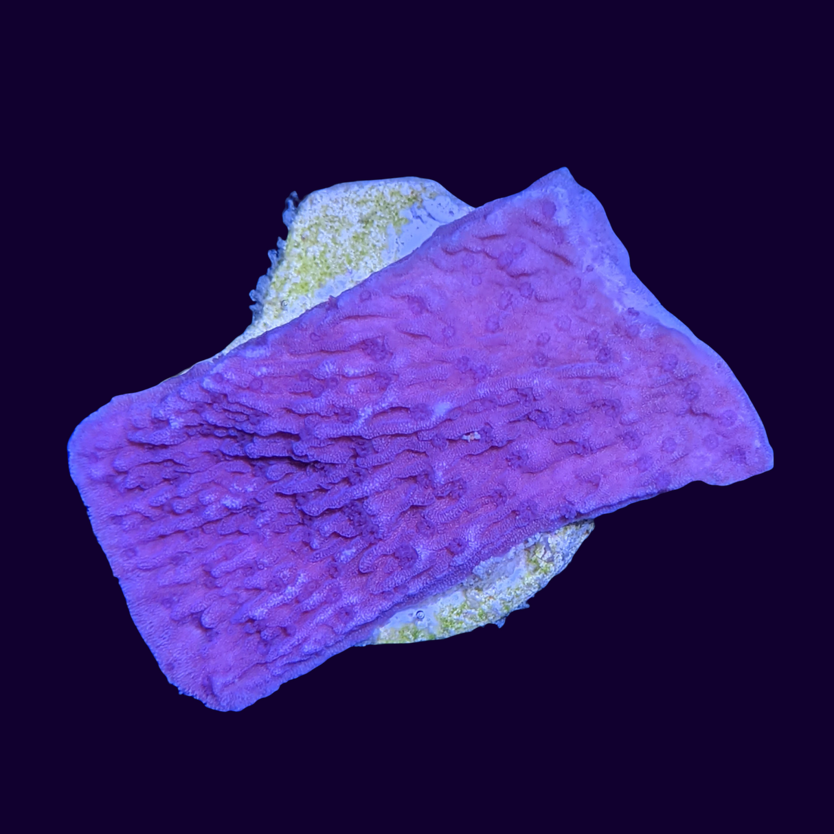 Purple Montipora