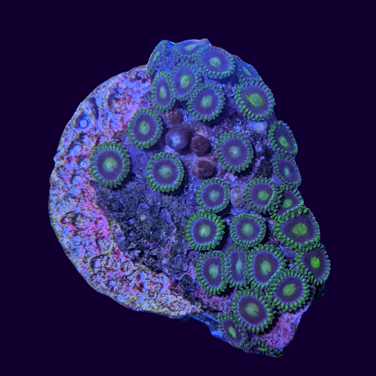 Large Zoa Frag