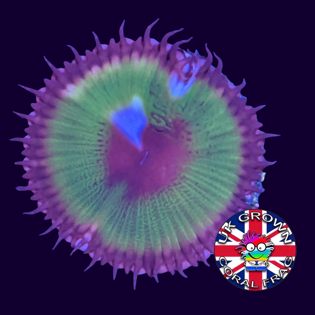 Grandis Paly Zoa Frag (UK Grown)