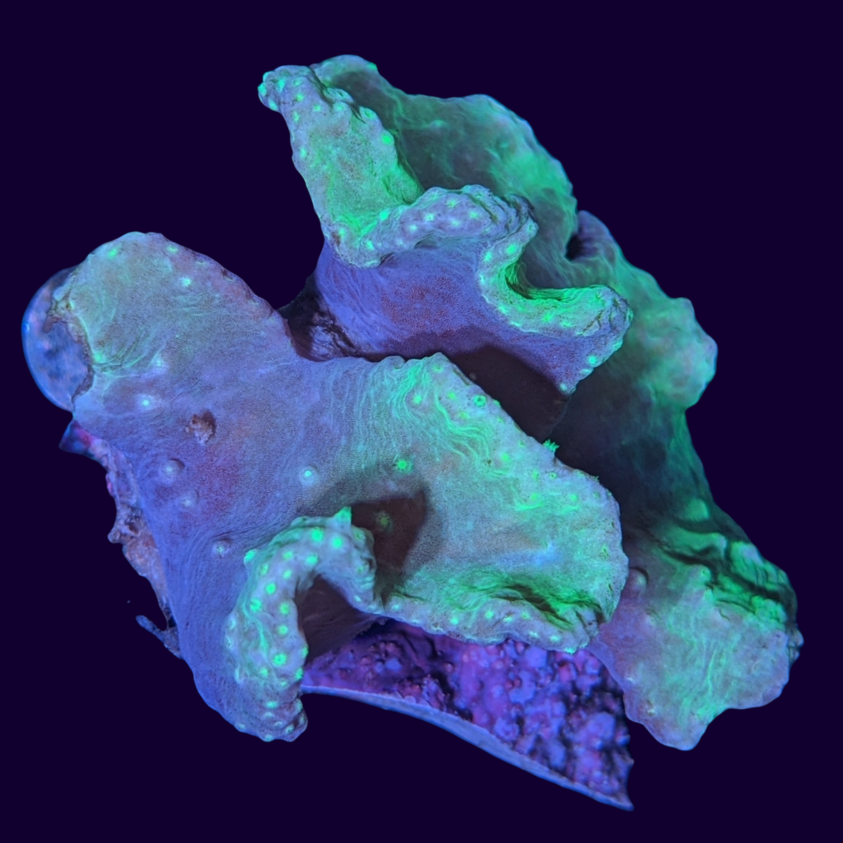 Green Sinularia Dura Cabbage Coral Mini Colony