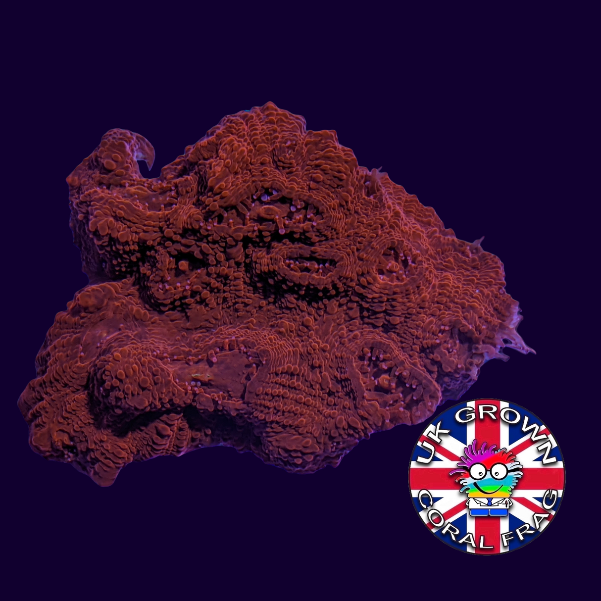 Red Lava Chalice (UK Grown)