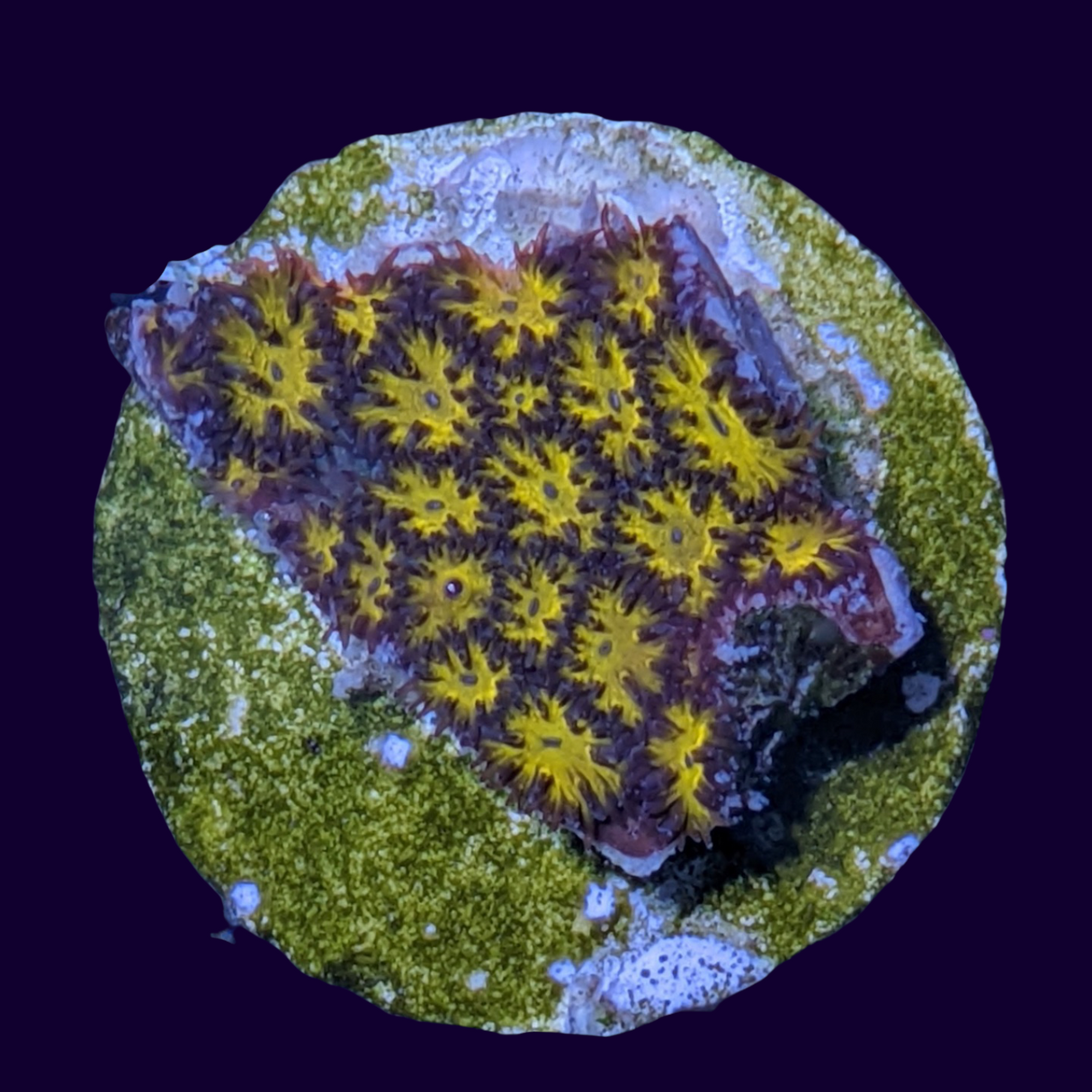 Orange Leptastrea Frag