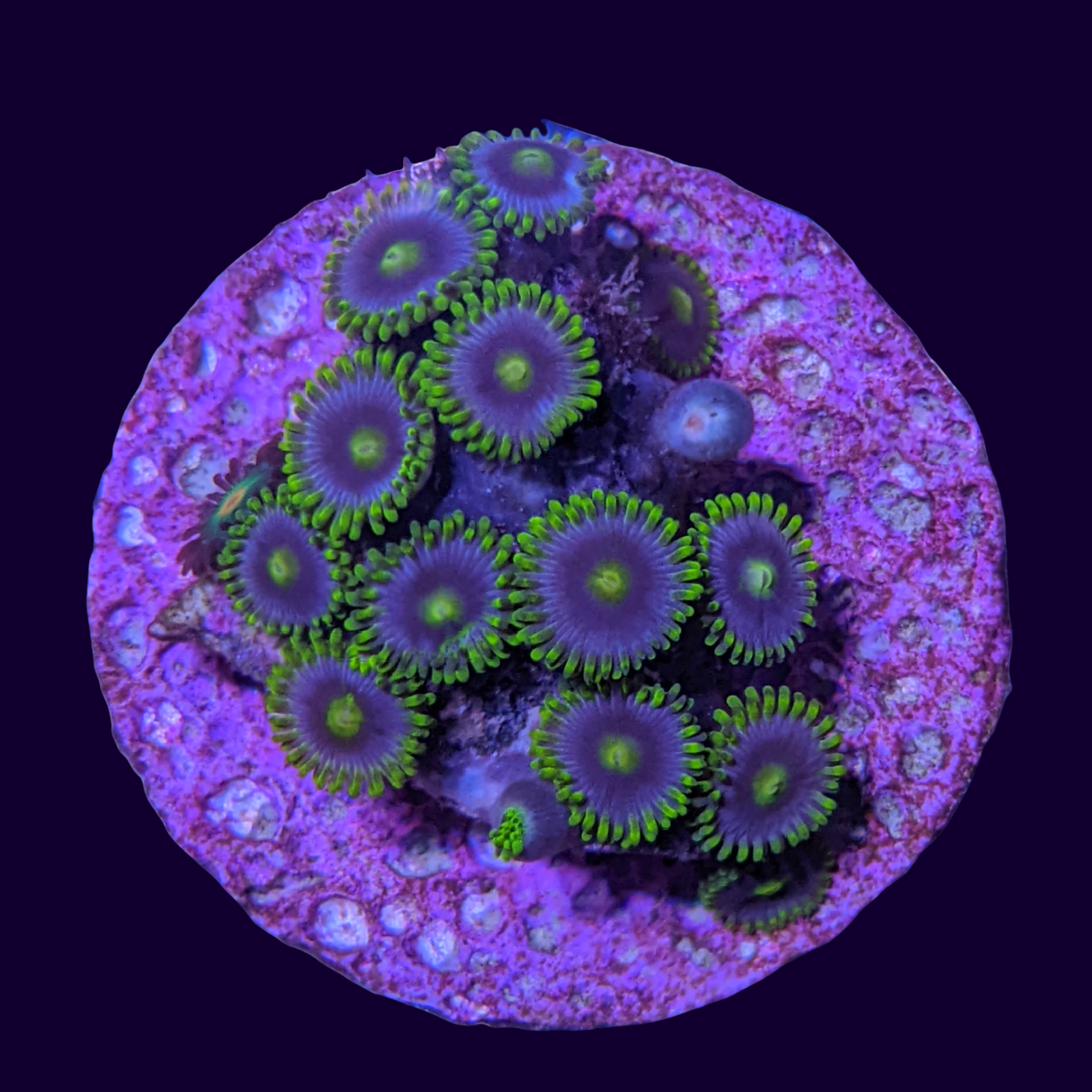 Large Zoa Frag