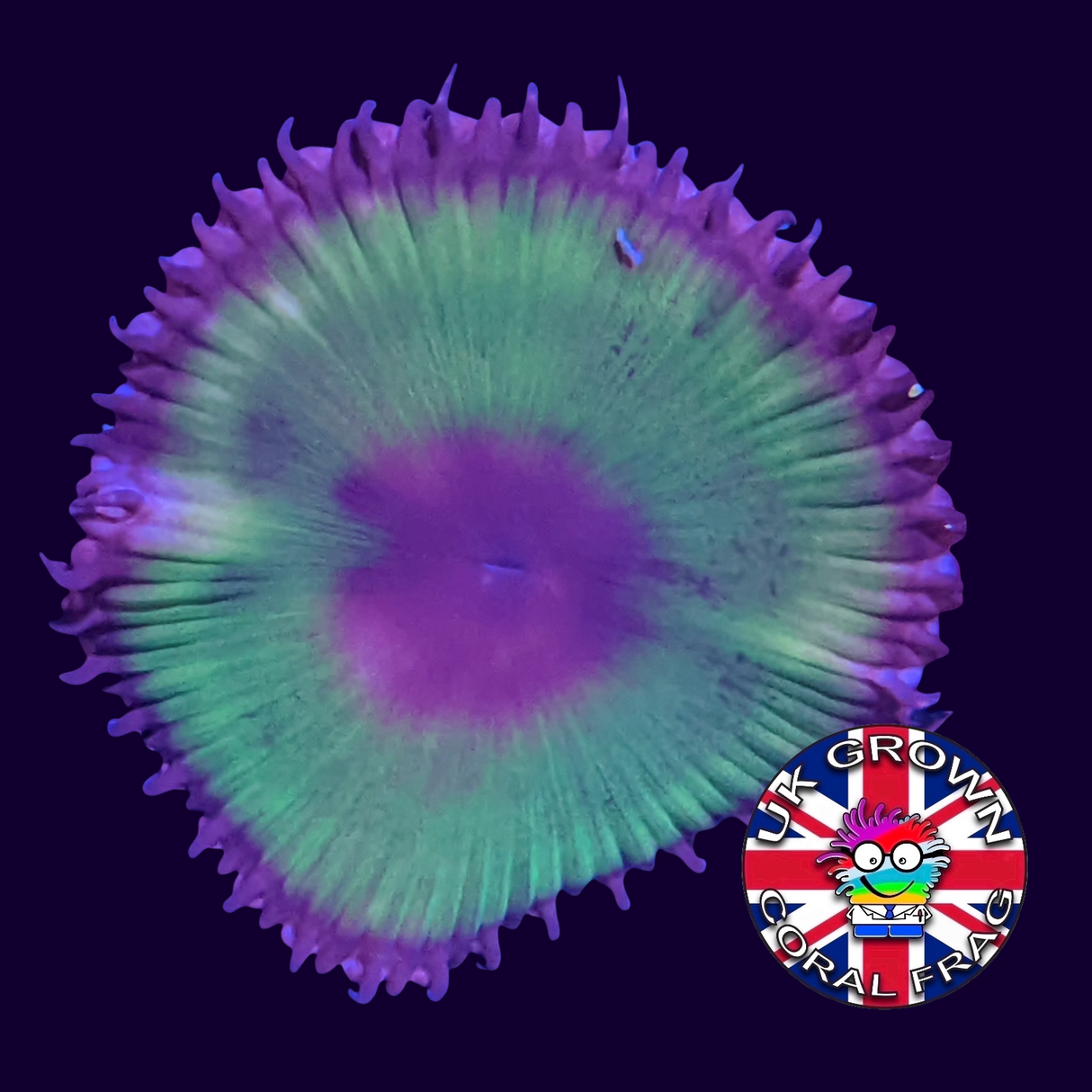 Grandis Paly Zoa Frag (UK Grown)