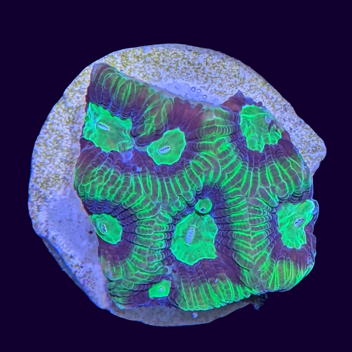 Favites Chocolate Mint War Coral