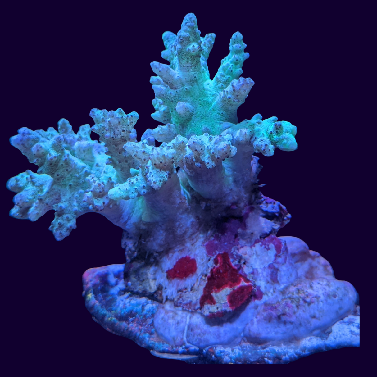 Aquacultured Green Sinularia Mini Colony