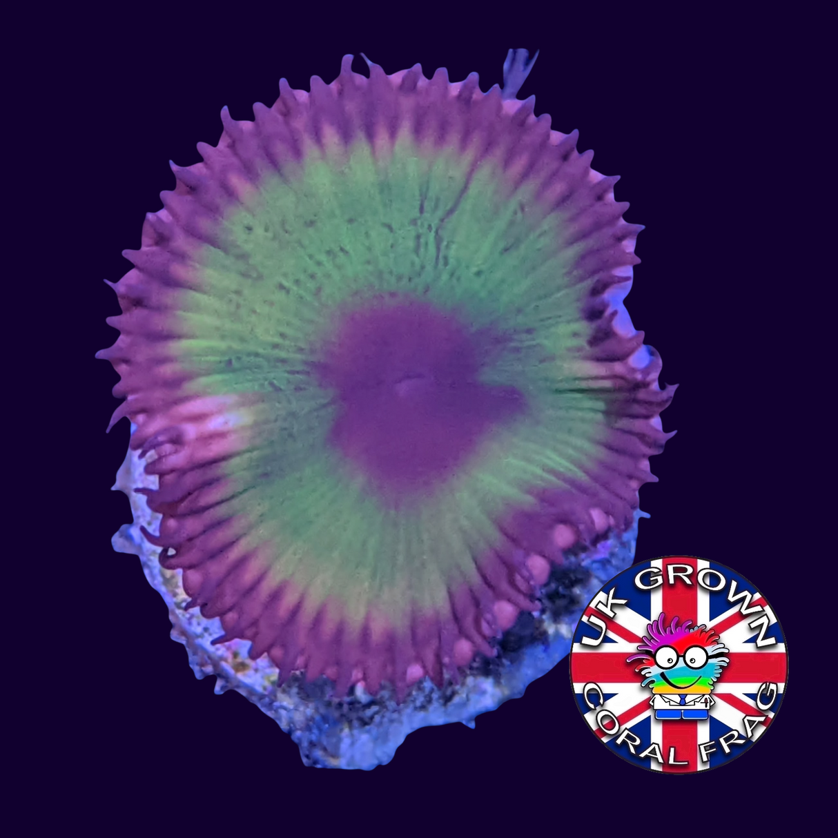 Grandis Paly Zoa Frag (UK Grown)