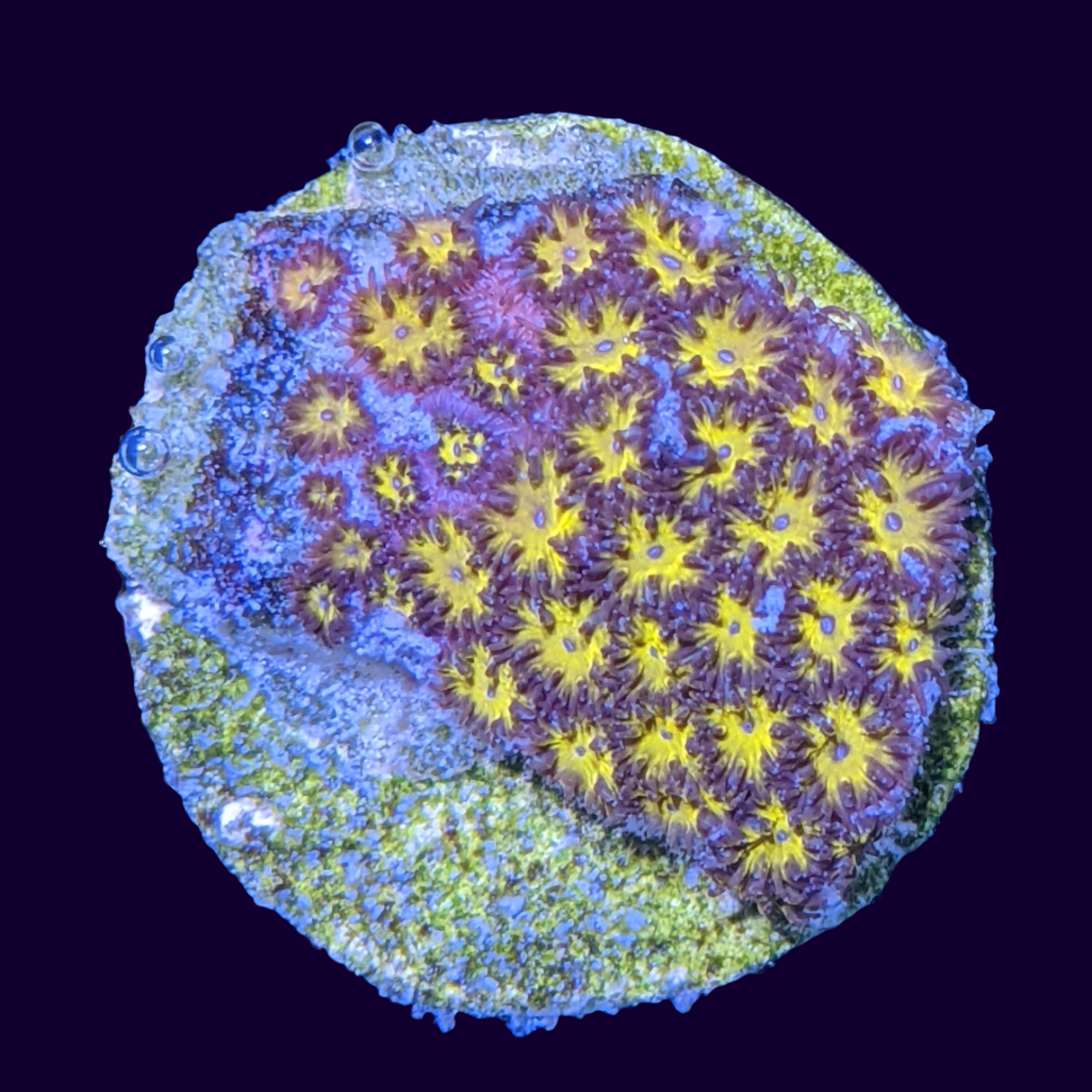 Orange Leptastrea Frag