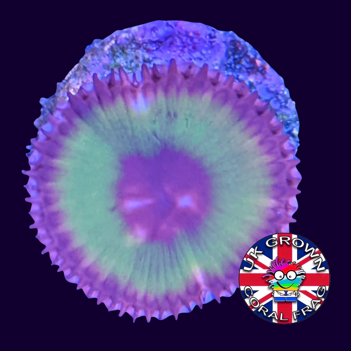 Grandis Paly Zoa Frag (UK Grown)