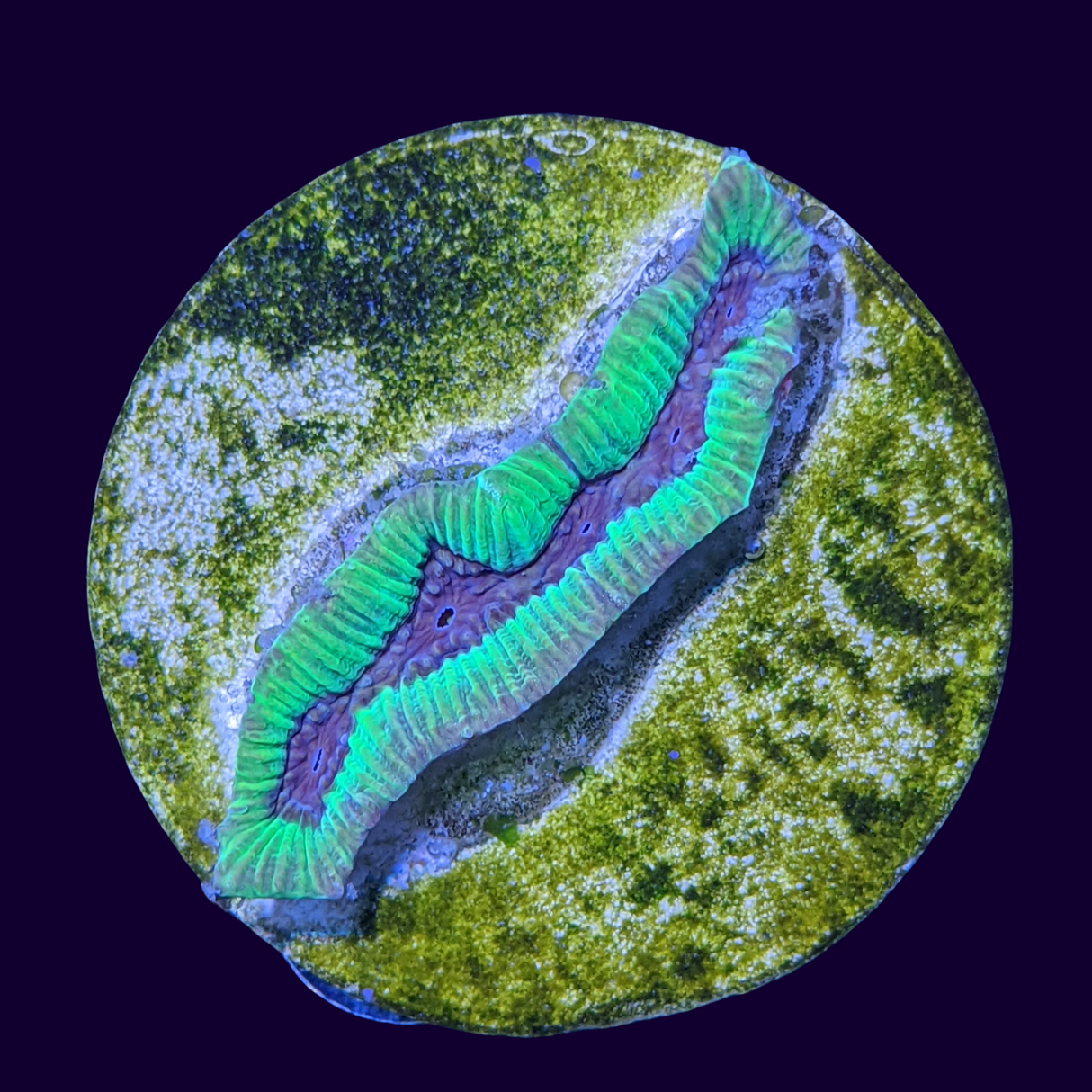 Toxic Green Blue Centre Platygyra