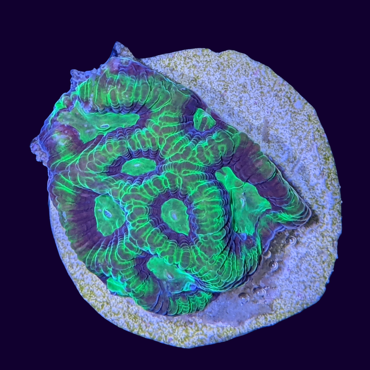 Favites Chocolate Mint War Coral