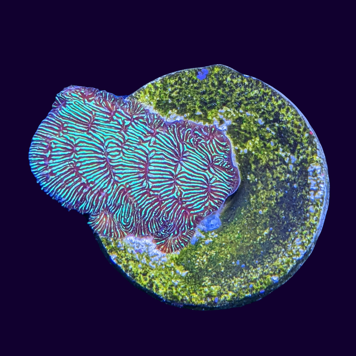 Metallic Green Pavona (UK Grown)