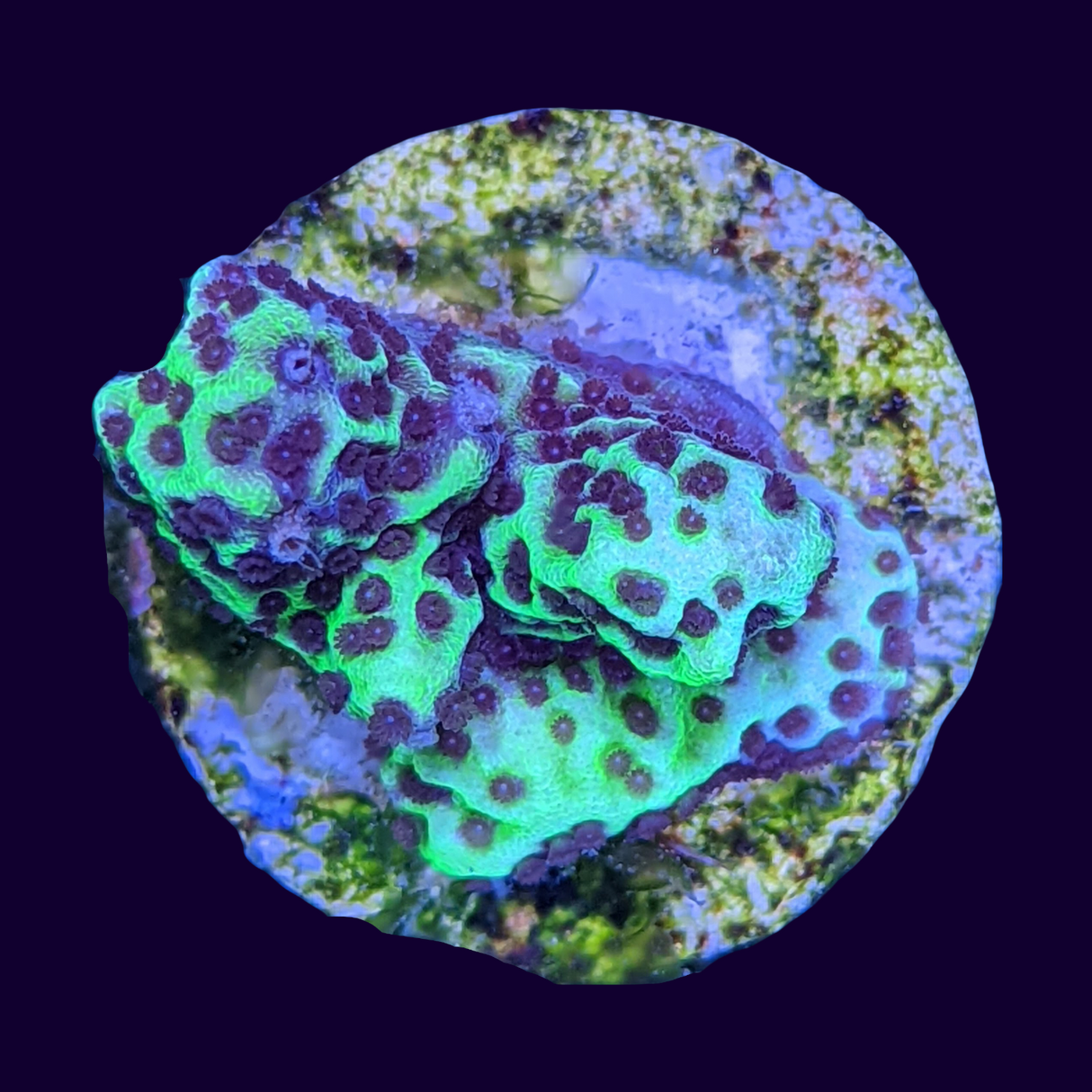 Confusa Montipora