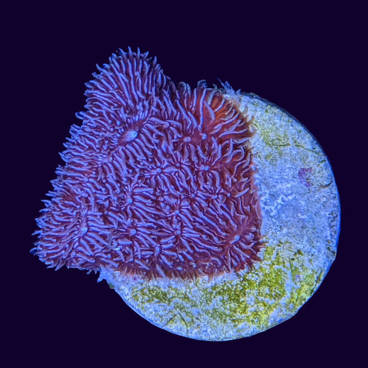 Deep Purple Pavona (UK Grown)