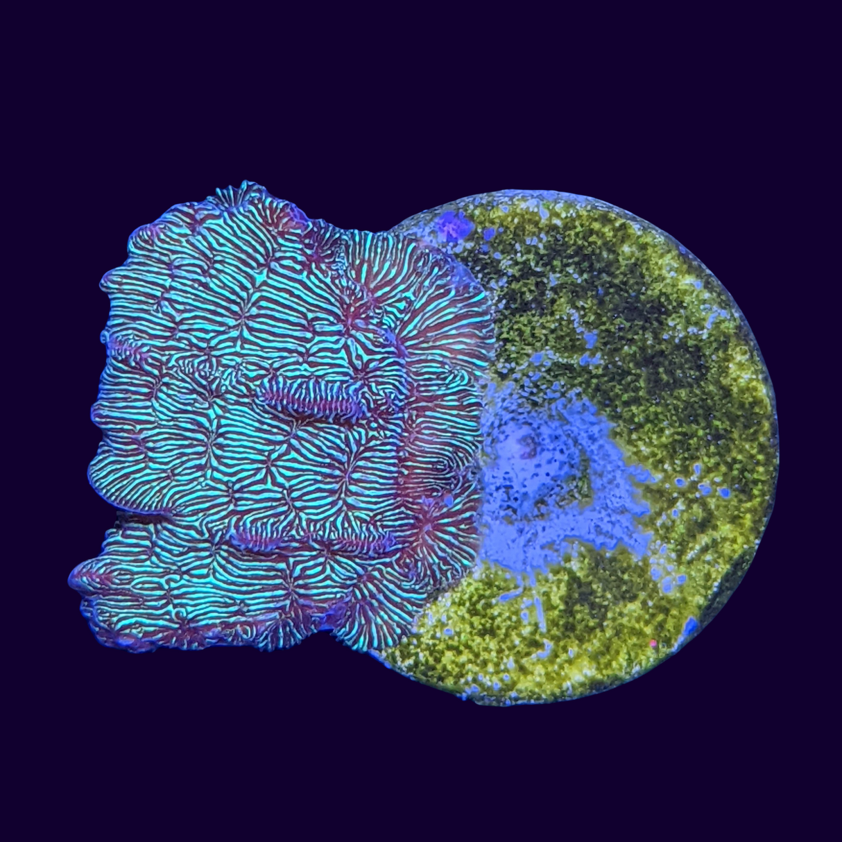 Metallic Green Pavona (UK Grown)