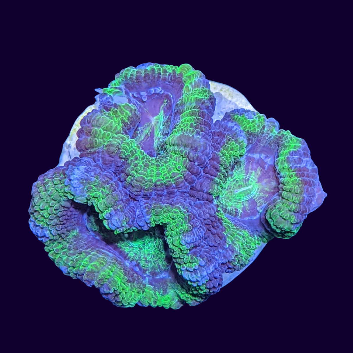 Acanthastrea Lordhowensi